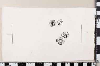 Ευρωπαϊκό Έτος Προστασίας της Φύσεως