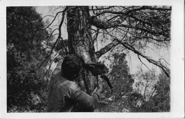 Ρητινοκαλλιέργεια