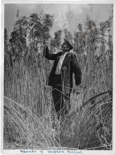 Συναιτερισμός Κάνναβης