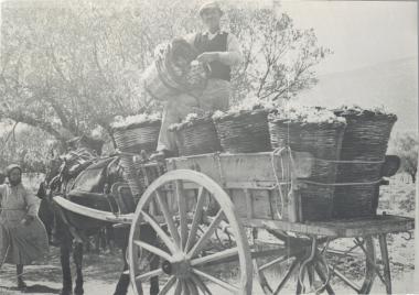 Τα καλάθια του τρύγου πάνω στο κάρο