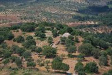 Peristeria hill