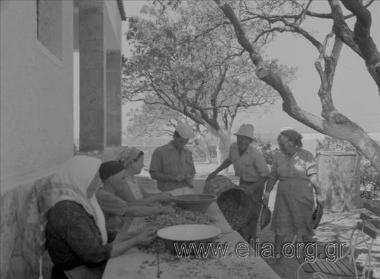 Συγκομιδή φυστικιών στο εξοχικό του Γιώργου Βαφιαδάκη.