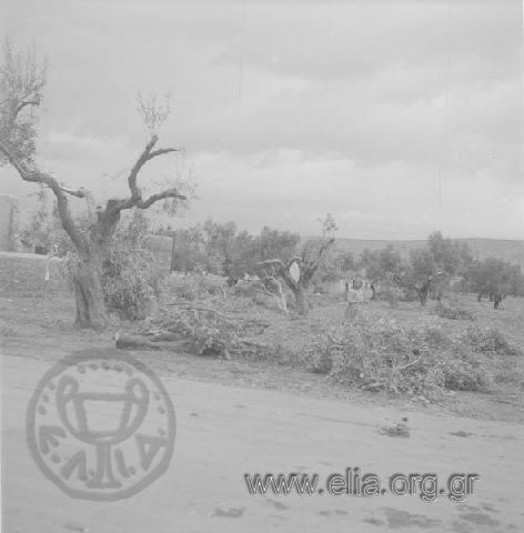 16 Νοεμβρίου. Πεσμένα δένδρα από τον κυκλώνα που έπληξε την περιοχή.