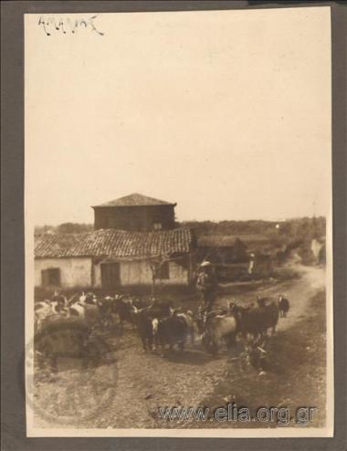 Shepherd and his flock