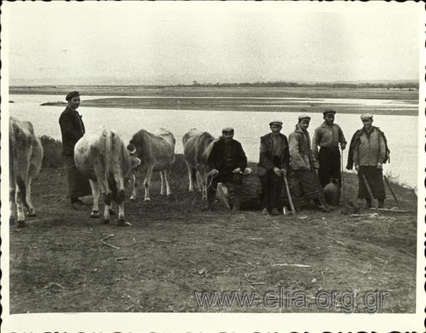 Peasants with cows at the Arda river banks.