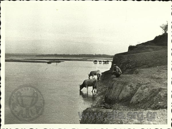 Αγελάδες στον ποταμό Άρδα.