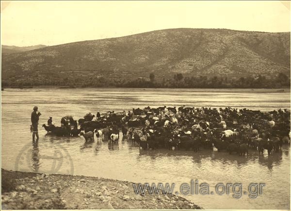 Shepherd with a flock of sheep and goats at the River Nestos