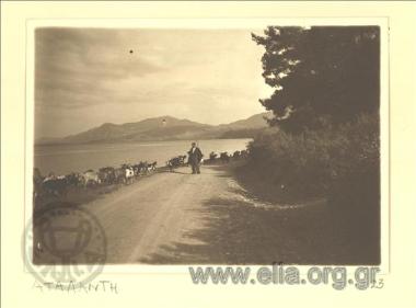Shepherd with a flock on a provincial road