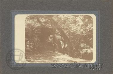 Γέφυρα Πηνειού.