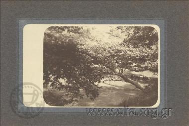 Δένδρα στην ακροποταμιά.