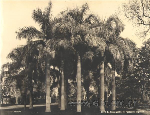 Palm trees at the Ezbekϊye gardens.