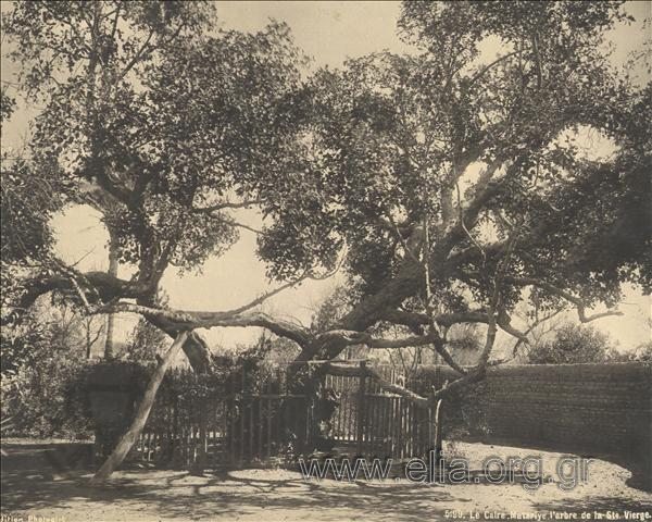 Matarîye, the tree where Virgin Mary took a rest