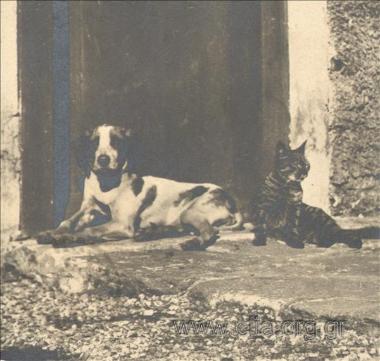 Σκύλος και γάτα.