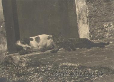 Σκύλος και γάτα.