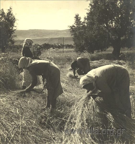 Peasan women at harvest time