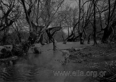 Ποτάμι με δέντρα.