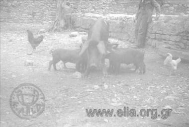 Φάρμα ζώων. Γουρούνα με τα μικρά της.