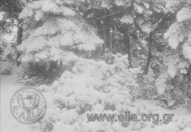 Εκδρομή της Ελληνικής Περιηγητικής Λέσχης στη Μονή Κοιμήσεως Θεοτόκου Ιερουσαλήμ. Χιονισμένοι θάμνοι και δέντρα.