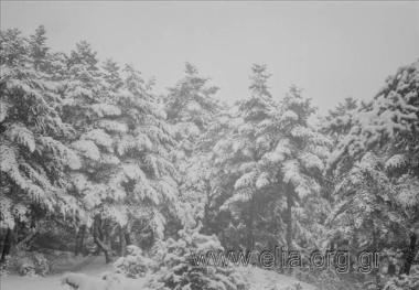 Χιονισμένα έλατα.