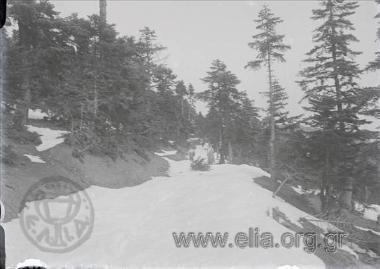 Εκδρομή της Ελληνικής Περιηγητικής  Λέσχης στην Οίτη. Χιονισμένο τοπίο στη διαδρομή μεταξύ Παύλιανης - Γοργοποτάμου.