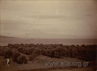 Landscape, olive grove.
