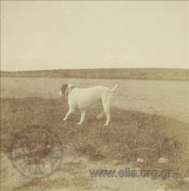 Dog of the Vouros family.