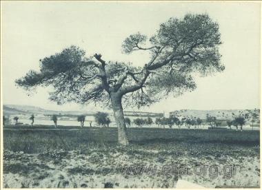 Πεύκο. Περιοχή των Αγίων Θεοδώρων Κορινθίας.