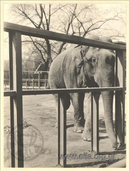 Eλέφαντας σε ζωολογικό κήπο.