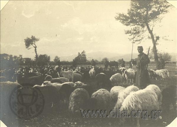Asia Minor campaign, the army's lambs and goats in pasture.