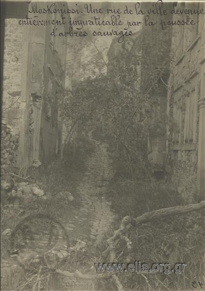 Asia Minor campaign, street at the destroyed Moschnonisi that has become impracticable due to thick vegetation