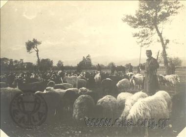 Πρώτος Βαλκανικός Πόλεμος, το κοπάδι του Συντάγμστος.