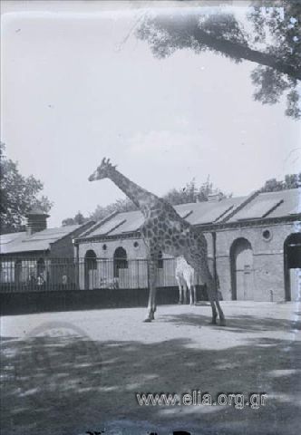 London Zoo.