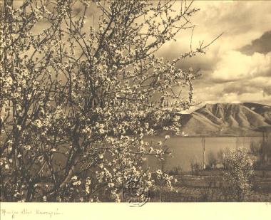 Ανθισμένο δέντρο - άνοιξη στην Καστοριά.