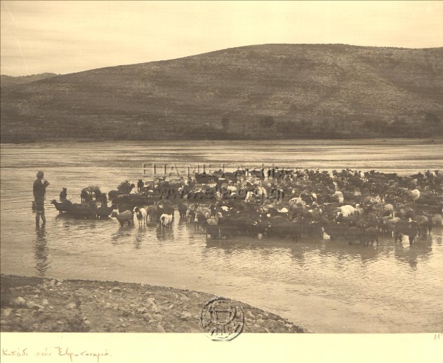 Flock at the river Evros.