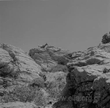 ΒΑΙ ΦΟΙΝΙΚΟΔΑΣΟΣ