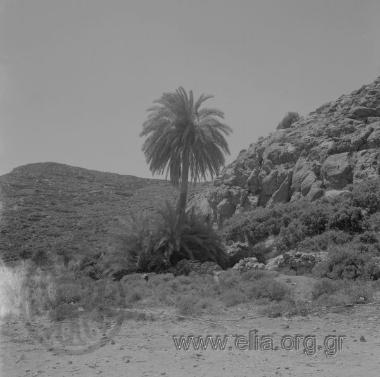 ΒΑΙ ΦΟΙΝΙΚΟΔΑΣΟΣ