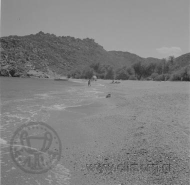 ΒΑΙ ΦΟΙΝΙΚΟΔΑΣΟΣ