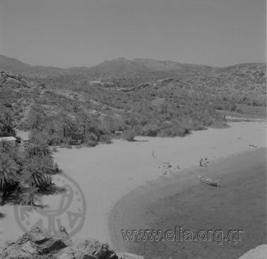 ΒΑΙ ΦΟΙΝΙΚΟΔΑΣΟΣ