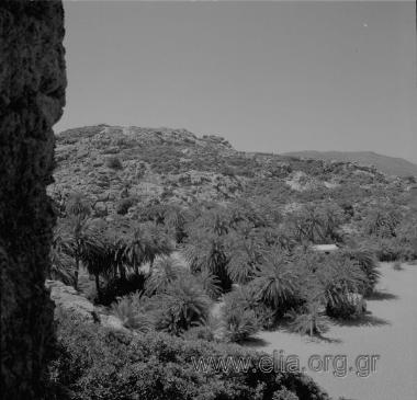 ΒΑΙ ΦΟΙΝΙΚΟΔΑΣΟΣ