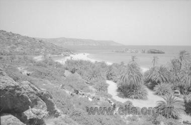 ΒΑΙ ΦΟΙΝΙΚΟΔΑΣΟΣ