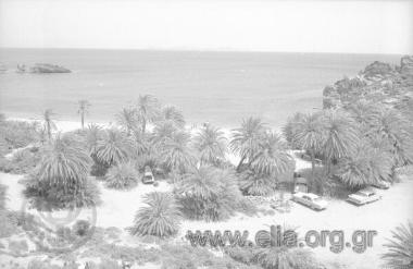 ΒΑΙ ΦΟΙΝΙΚΟΔΑΣΟΣ