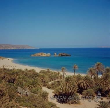 ΒΑΙ ΦΟΙΝΙΚΟΔΑΣΟΣ