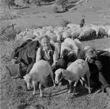 Σαρακατσάνικος γάμος.Άρμεγμα προβάτων.
