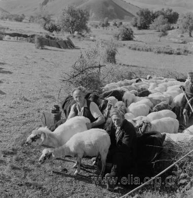 Σαρακατσάνικος γάμος. Άρμεγμα προβάτων.Κτηνοτρόφος Γιώργος Καρβούνης.