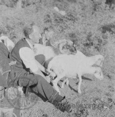 Σαρακατσάνικος γάμος. Άρμεγμα προβάτων.