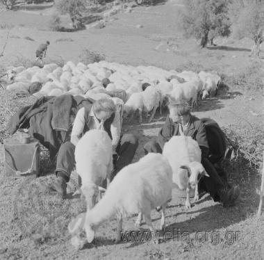 Σαρακατσάνικος γάμος. Άρμεγμα προβάτων.