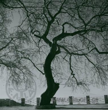 Μακρυνίτσα, στην κεντρική πλατεία.