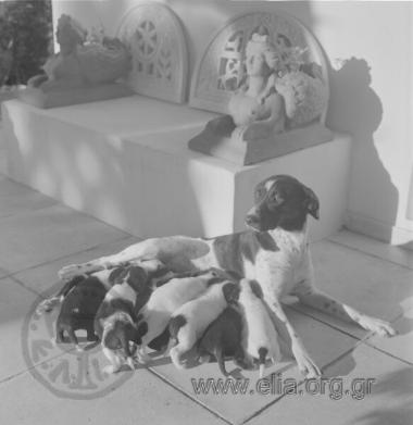 Γεννητούρια της Scampi.