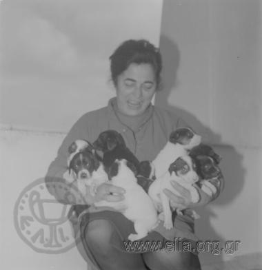 Γεννητούρια της Scampi.