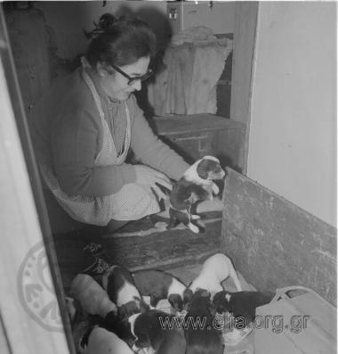 Γεννητούρια της Scampi.